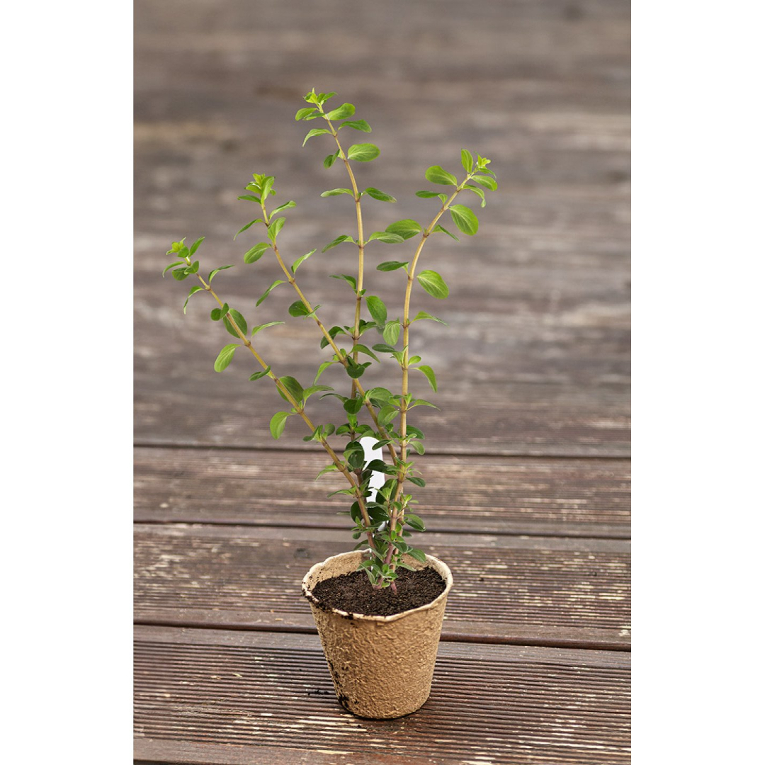 Durpių ankštys: 8 x 8 x 7,8 cm, 60 vnt 2 Durpių ankštys: 8 x 8 x 7,8 cm, 60 vnt 2