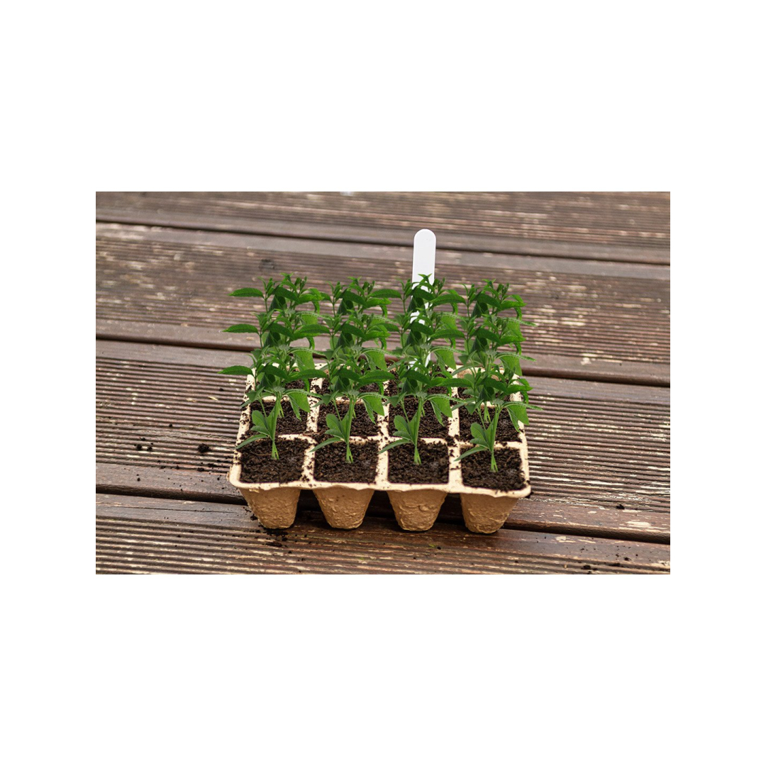 Maži durpių sodintuvai (3x4 skylės) 16 x 12 x 4,5 cm, 5 vnt. 3