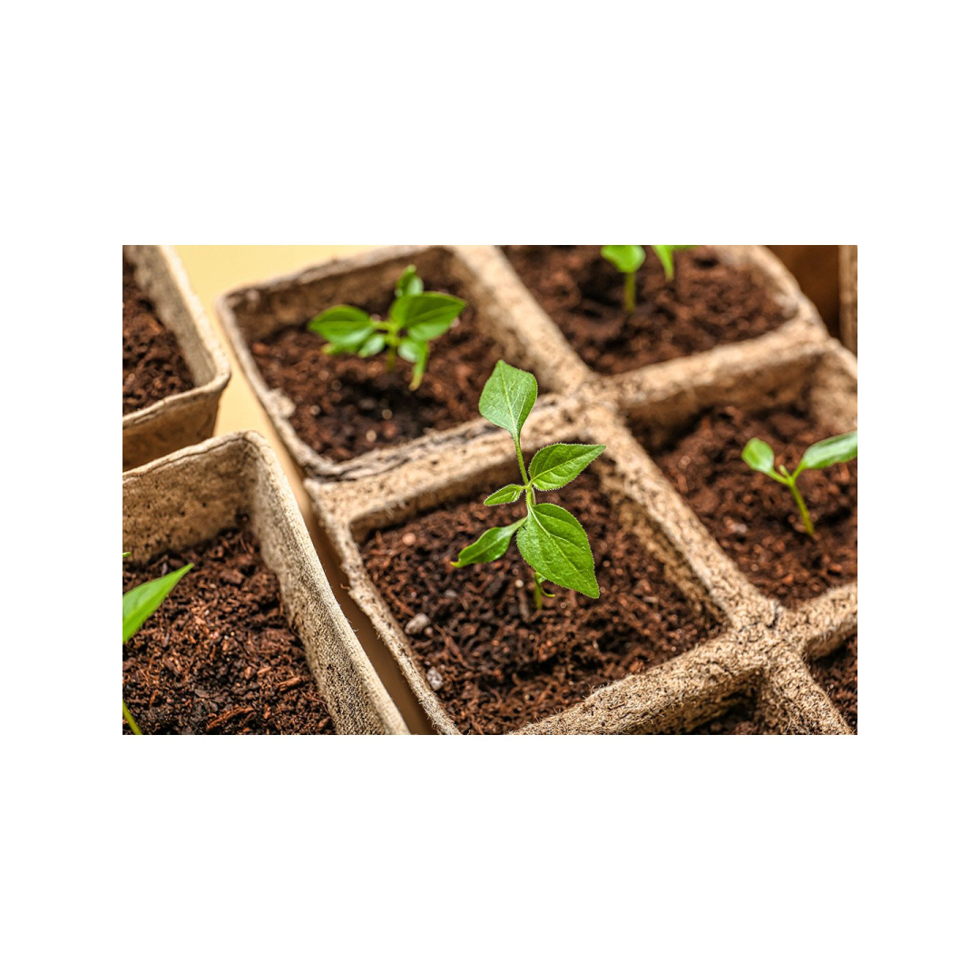 Mažos durpių sodinimo mašinos (2x5 skylės) 22 x 8,5 x 5,5 cm, 10 vnt. 3 Mažos durpių sodinimo mašinos (2x5 skylės) 22 x 8,5 x 5,5 cm, 10 vnt. 3