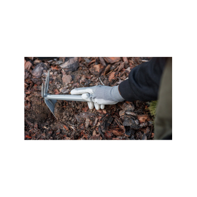 Mažas dvipusis motiejukas 2