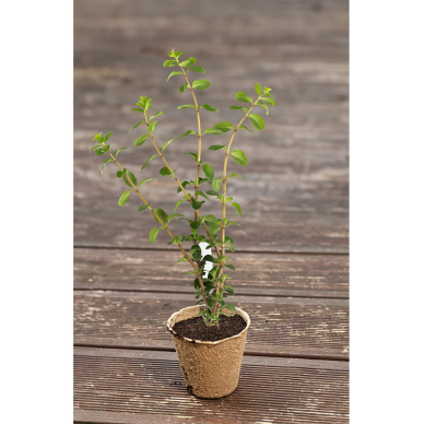 Plyšimo rinkinys 88 elementai 3 Plyšimo rinkinys 88 elementai 3