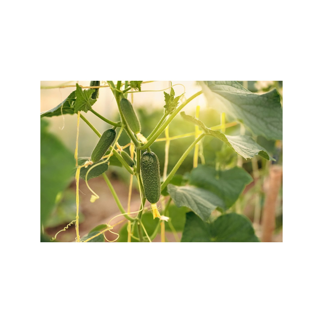 Polipropileno virvė 250 m 2 Polipropileno virvė 250 m 2