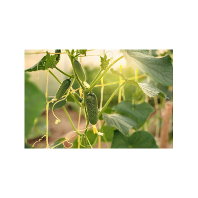 Polipropileno virvė 250 m 2 Polipropileno virvė 250 m 2