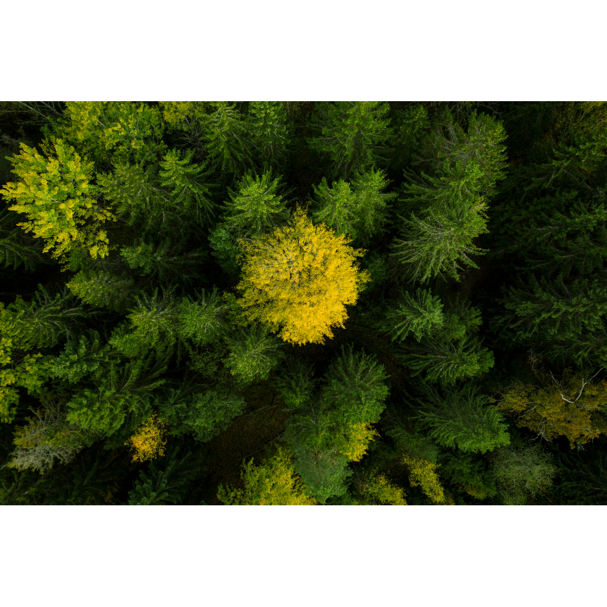 Savaeigė akumuliatorinė vejapjovė Husqvarna LC 142iS, 42cm, 36V (1x akum. + krov.) 11