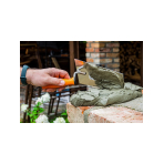 Tinko kraštinė mentele - trapecinė, 180 mm, medine rankena Tinko kraštinė mentele - trapecinė, 180 mm, medine rankena