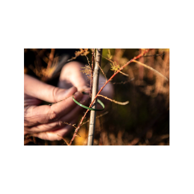 Užveržimo dirželiai 2,5 x 200 mm, 50 vnt, žalia 1 Užveržimo dirželiai 2,5 x 200 mm, 50 vnt, žalia 1