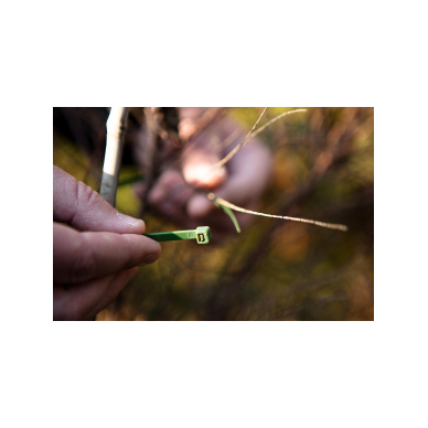 Užveržimo dirželiai 3,6 x 200 mm, 50 vnt, žalia 1 Užveržimo dirželiai 3,6 x 200 mm, 50 vnt, žalia 1